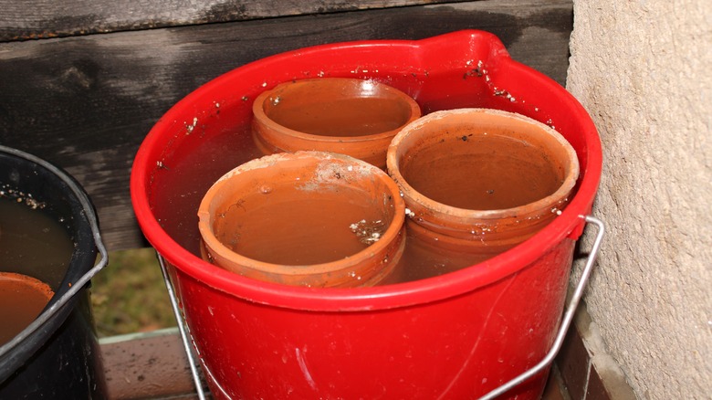 Terracotta pots soak in a red pail of water