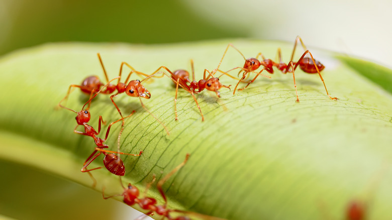 Ants on leaf in garden