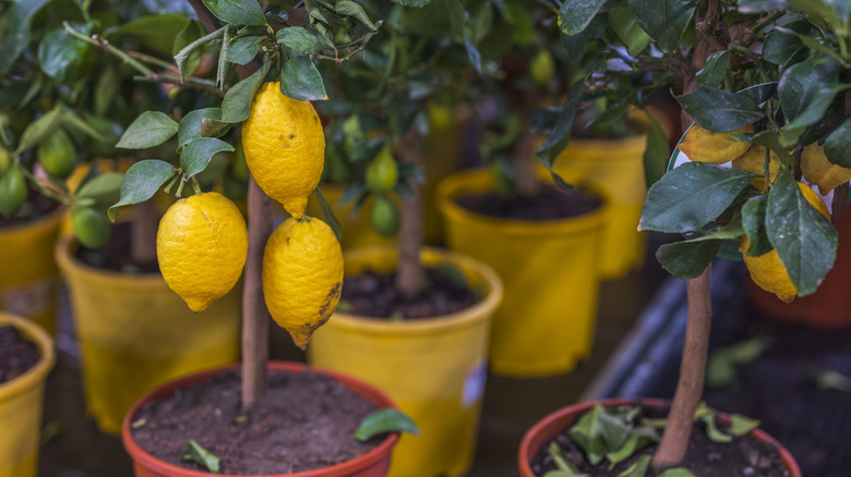 Lemon tree with three lemons