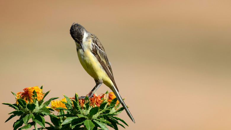 A bird perched on a safflower plant