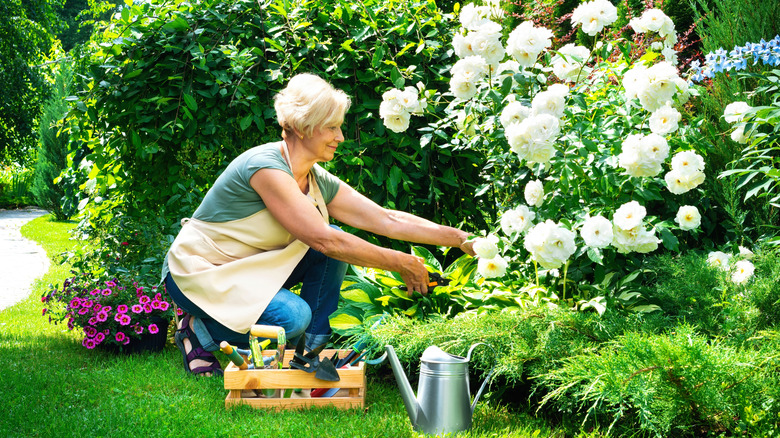 Woman tending to white flowers in garden