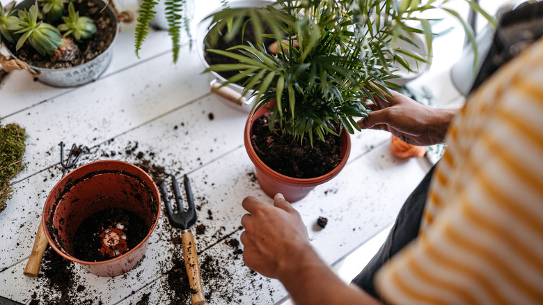 Person working with plants