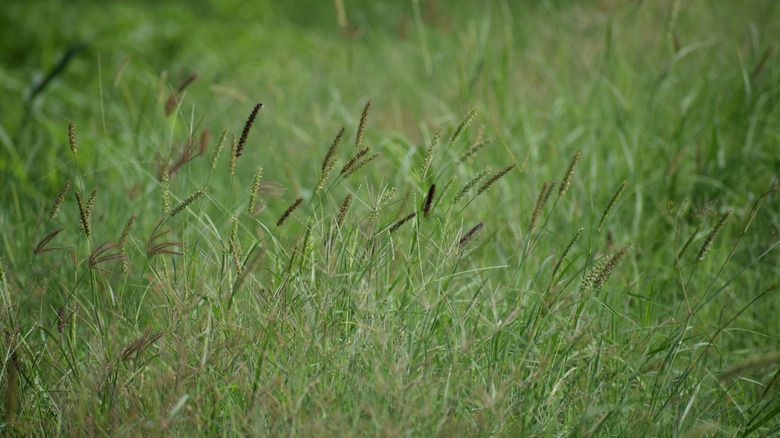 buffelgrass