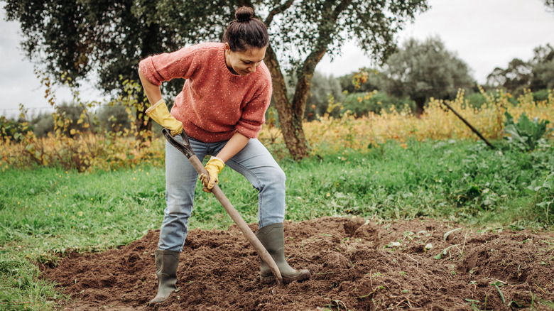 Gardener digs with shovel