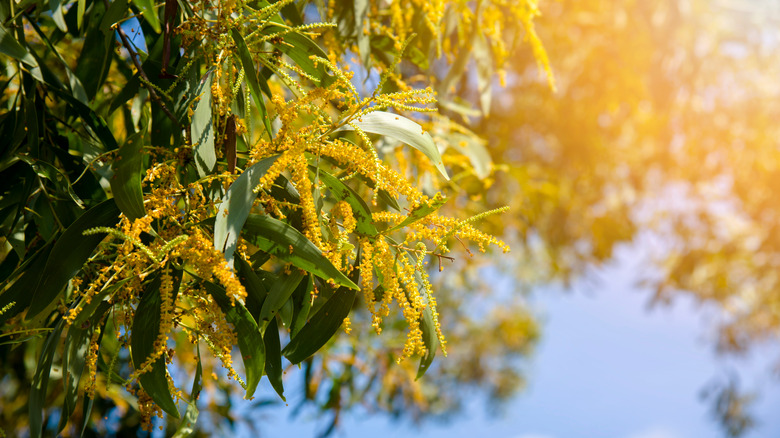 earleaf acacia flowers and branch