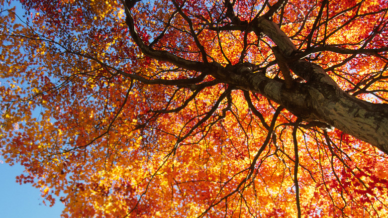 red maple tree