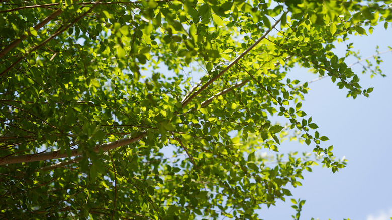 the leaves of a Siberian elm