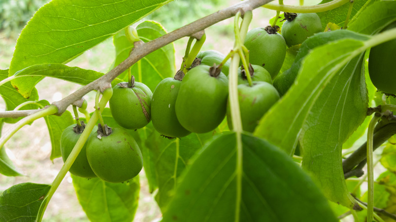 A hardy kiwi vine heavy with its fruits