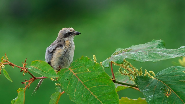 A bird sits on Japanese knotweed