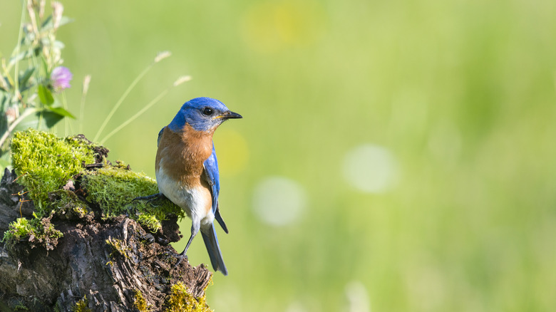 A bird sits on a tree stump