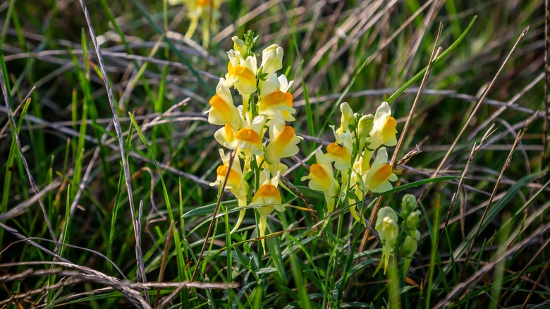 yellow toadflax plants