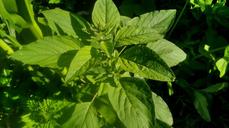 Redroot pigweed in garden