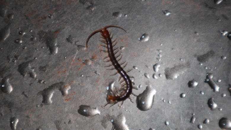 Centipede in a wet sink