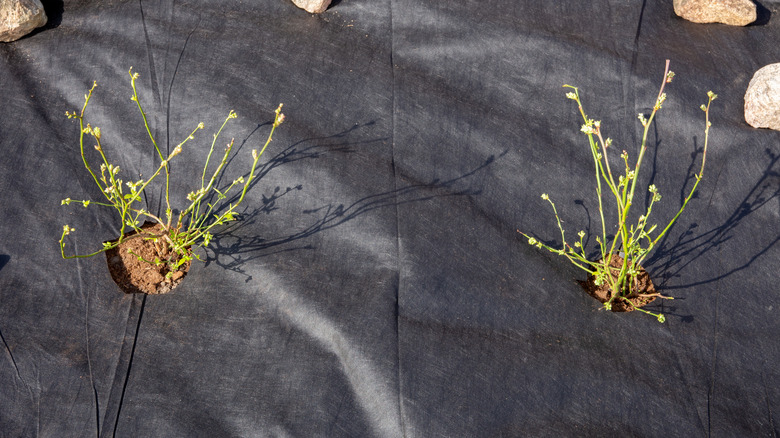 Two young plants growing out of landscape fabric