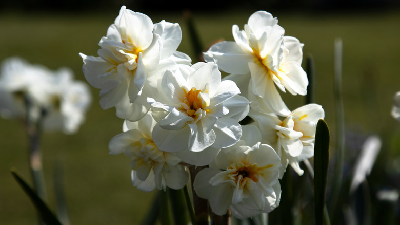 narcissus erlicheer white flower clusters