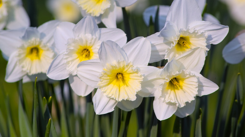 narcissus ice follies white yellow