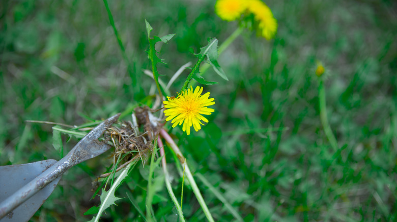 Dandelion flowers removed by weeding tool