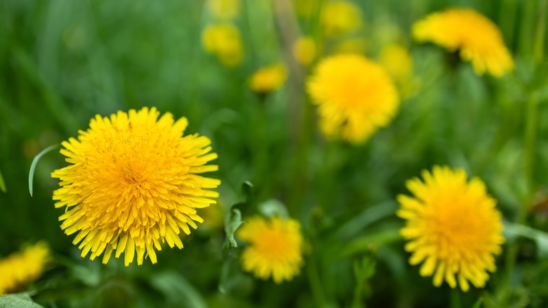 Yellow dandelion flowers growing in grass