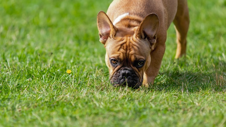 dog sniffing grass