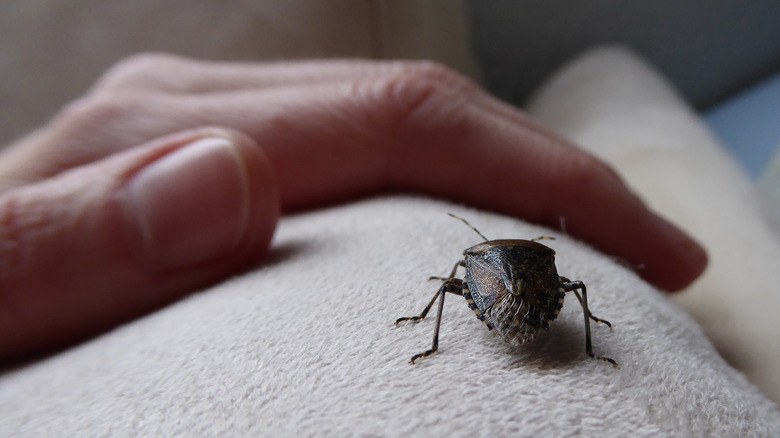 Hand next to sting bug