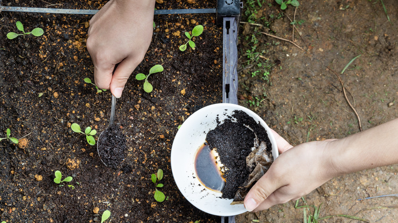 coffee grounds being added to vegetables