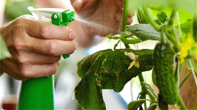 Person spraying cucumber plant 