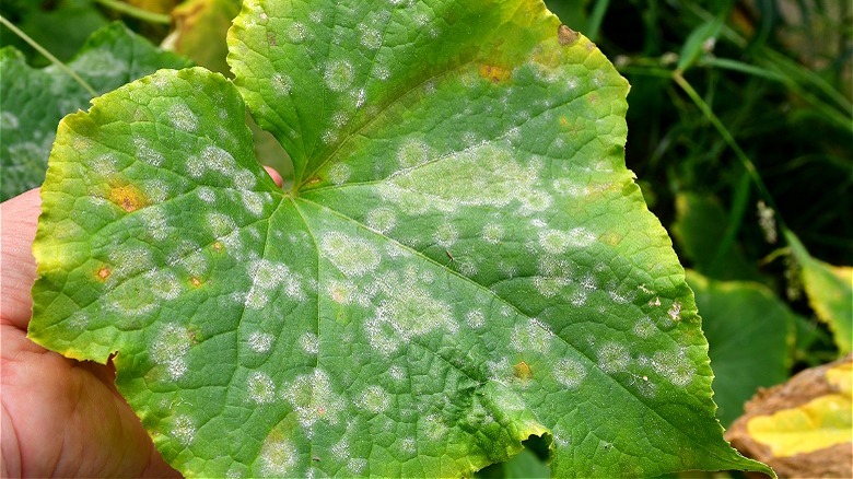 Cucumber leaf with powdery mildew