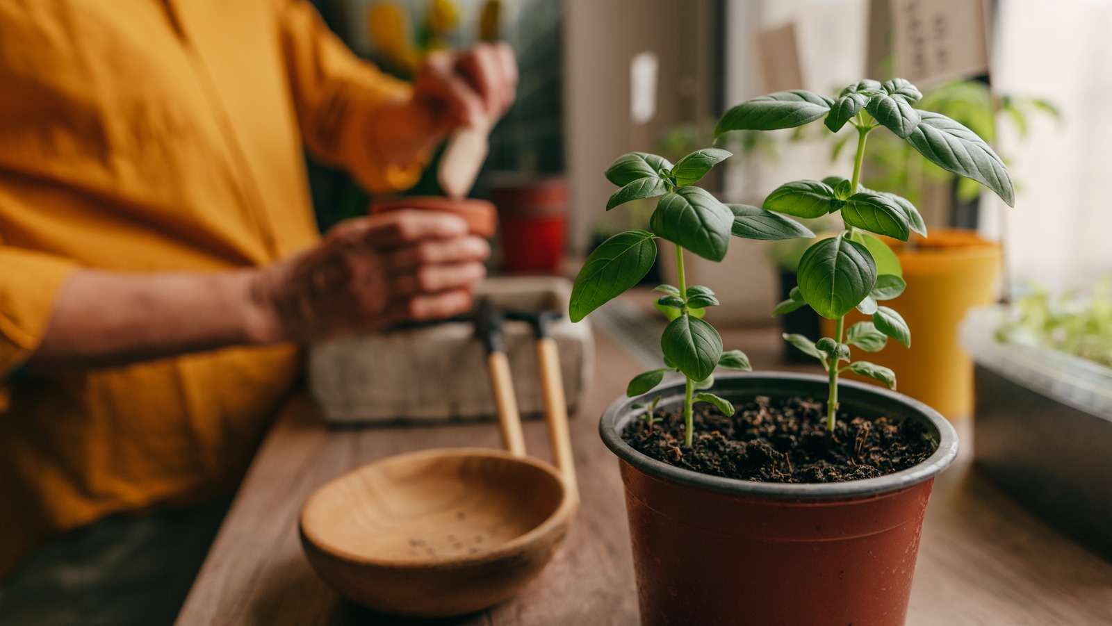 The Kitchen Scrap That ll Do Wonders For Your Growing Basil