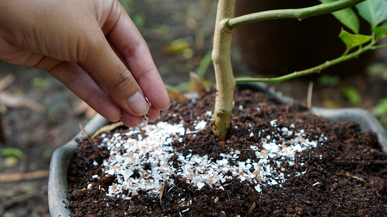 eggshells in a plant