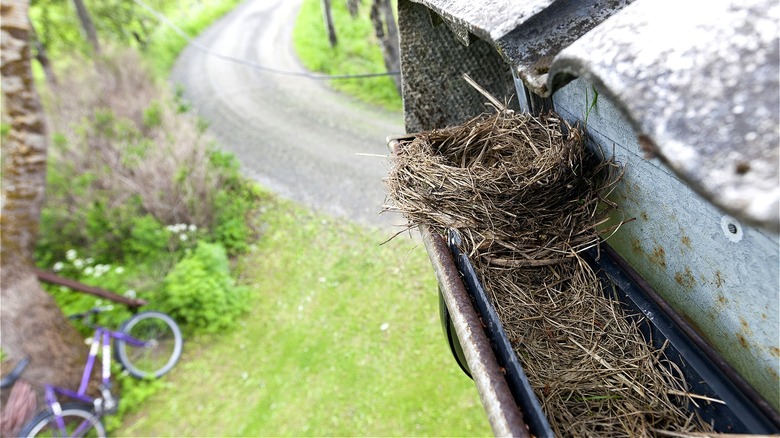 bird nest in gutter