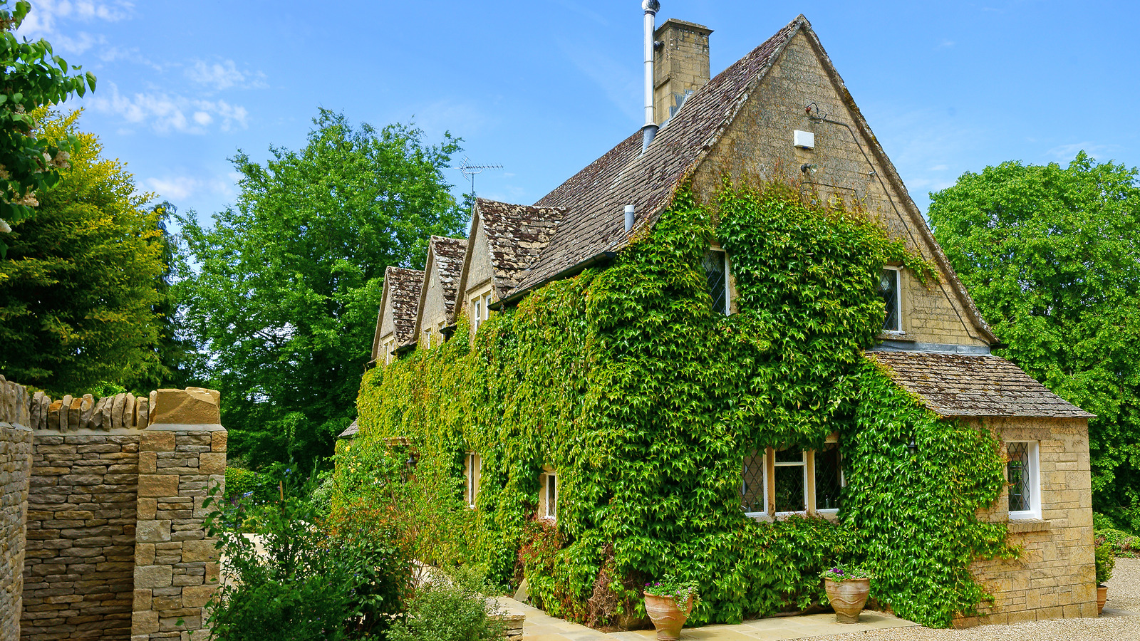 The Kitchen Staple That Makes Getting Rid Of Ivy Even Easier