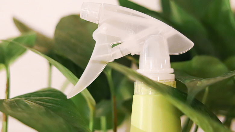 spray bottle among green leaves