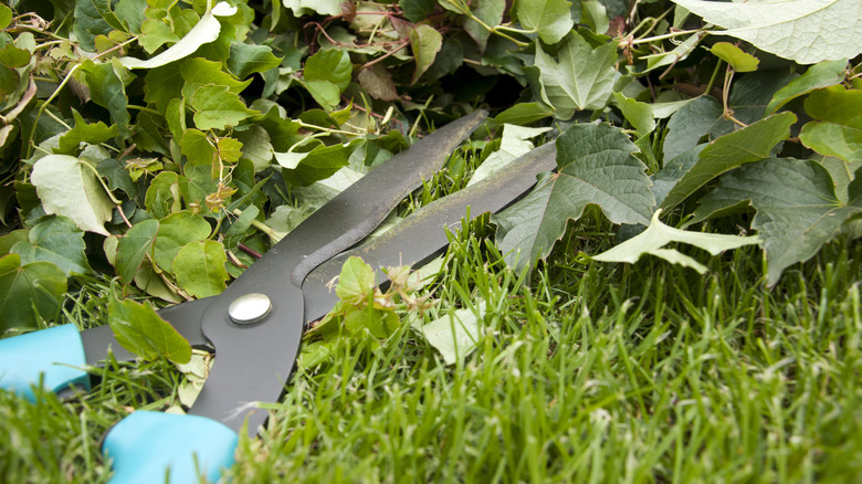 using hedge trimmers on English ivy