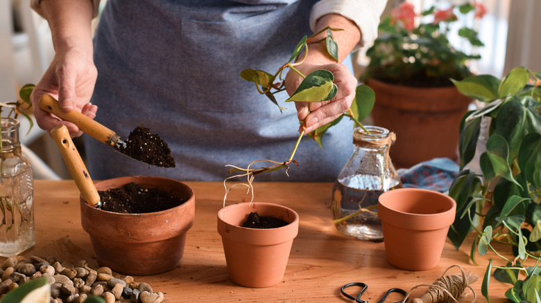 Gardener pots a pothos plant cutting