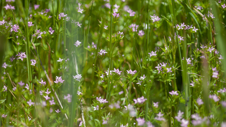 field madder among grass