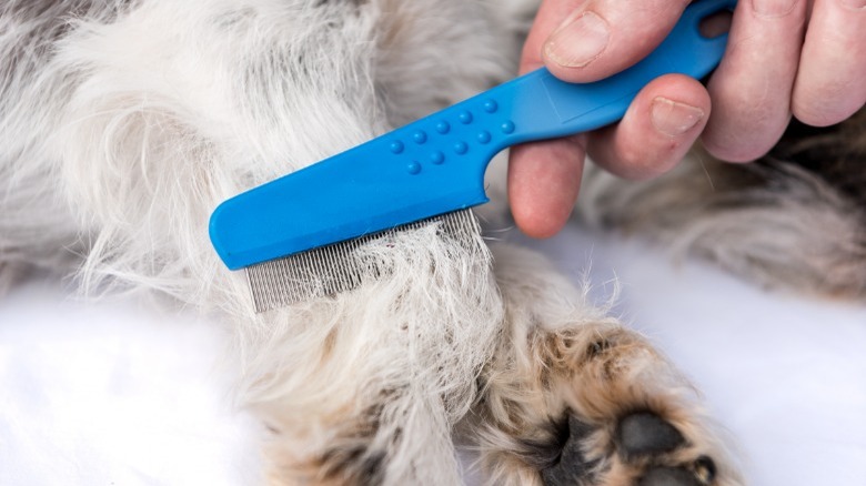 Using flea comb on dog