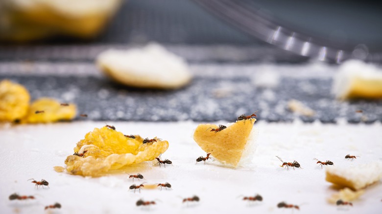 Ants feasting on leftover food