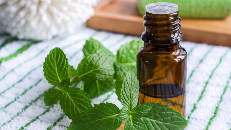 Peppermint oil and leaves