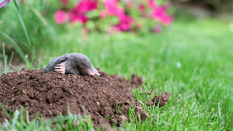 mole in its hole green lawn