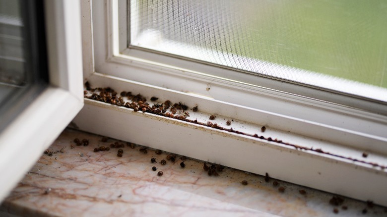 Asian lady beetles congregating inside a window ledge