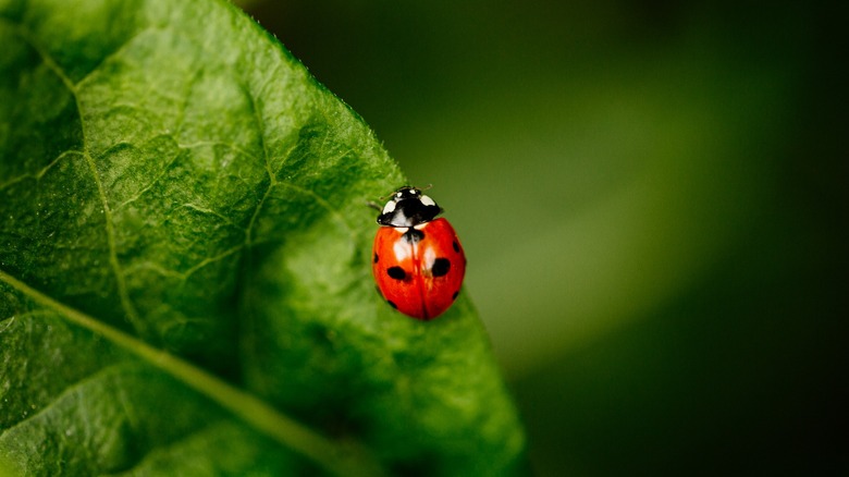 A close-up of a ladybug on a leaf