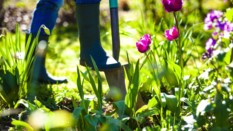 A woman digging in her garden bed.