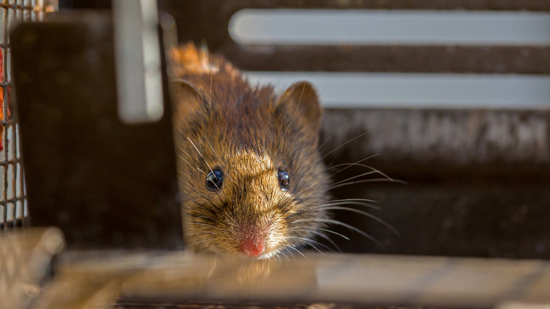 A mouse facing the camera