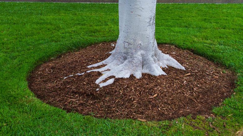 Mulch around a tree