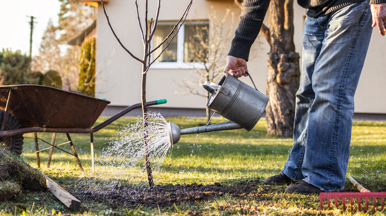 Planting a bare root tree