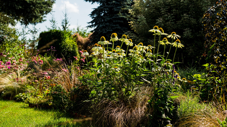 A lush naturalistic garden with a variety of plants