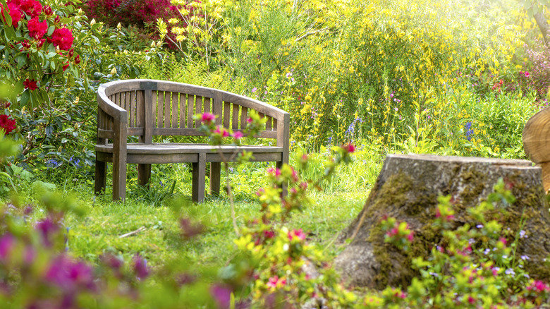 A weathered wood bench and intact tree stump in natural garden