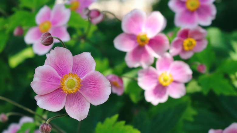 Pink Japanese anemone flowers