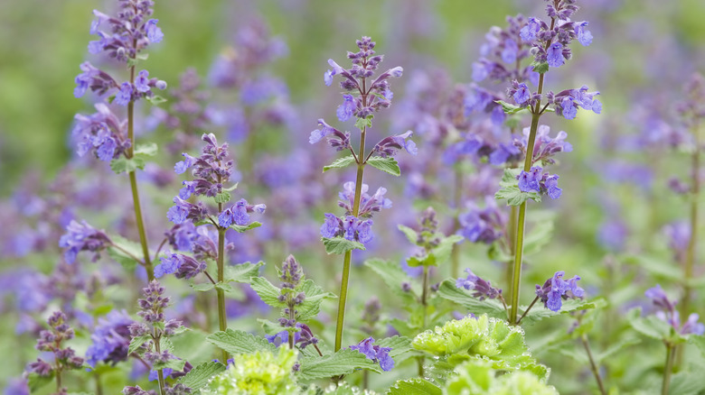 Several stalks of catmint growing