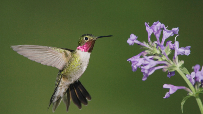 Hummingbird by a catmint plant